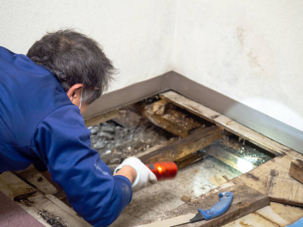 Crawl Space Mold Removal in Anthem, AZ