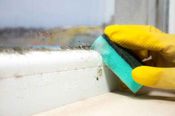 Mold Removal and Inspection in Anthem, AZ