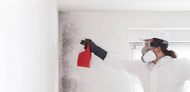 Best Attic Mold Removal  in Anthem, AZ