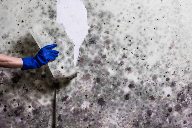Best Emergency Mold Removal  in Anthem, AZ