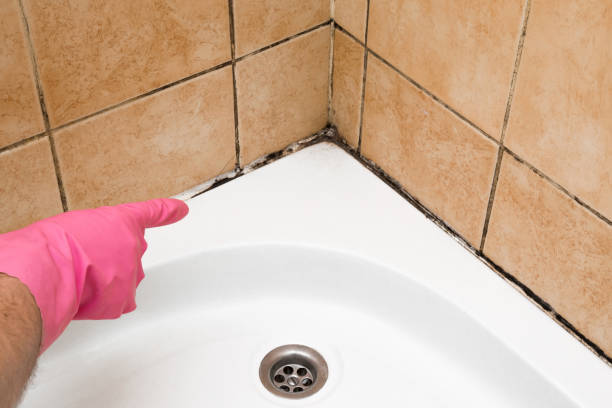 Certified Mold Removal in Anthem, AZ